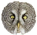 Sammy_owl